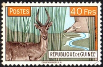 [Cobe des roseaux (Redunca redunca), type AC]