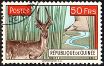 [Cobe des roseaux (Redunca redunca), type AC4]