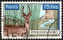 [Cobe des roseaux (Redunca redunca), type AC5]