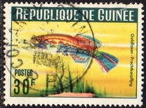 [Guinea Fish, 类型 BS1]