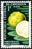 [Fruits, type HA]