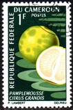 [Fruits, type HA]
