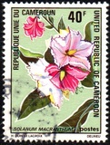 [Flowers, type OA]
