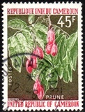 [Cameroun Fruits, tip PR]