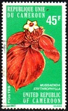 [Flowers of North Cameroun, տեսակ RD]