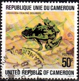 [Cameroun Frogs, වර්ගය UA]