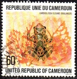[Cameroun Frogs, වර්ගය UB]