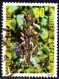 [Flowers, type WA]