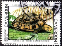 [Endangered Animals, type WV]