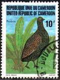 [Birds, type YC]