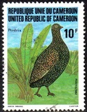 [Birds, type YC]