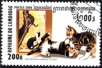 [Cats, tyyppi BVO]