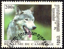 [Wolves and Foxes, סוג CAI]