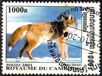 [Wolves and Foxes, סוג CAL]