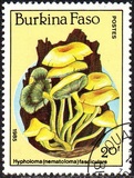 [Fungi, type CF]