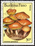 [Fungi, type CG]