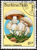 [Fungi, type CH]