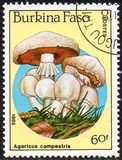 [Fungi, type CH]
