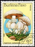 [Fungi, type CH]