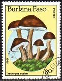 [Fungi, type CI]