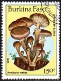 [Airmail - Fungi, տեսակ CK]
