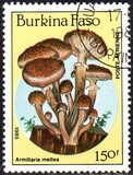 [Airmail - Fungi, տեսակ CK]