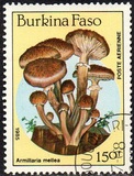 [Airmail - Fungi, տեսակ CK]