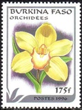 [Orchids, տեսակ PG]