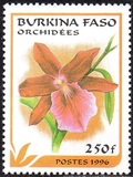 [Orchids, տեսակ PH]