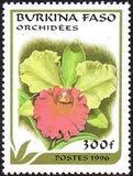 [Orchids, տեսակ PI]