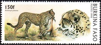 [Big Cats, type PU]