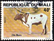 [Cattle, typ ABZ]