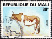 [Cattle, typ ACA]