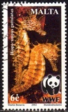 [WWF - Seahorse, Tipi AKI]