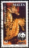 [WWF - Seahorse, Tipi AKI]