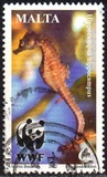 [WWF - Seahorse, Tipi AKJ]
