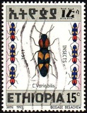 [Beetles, tipas ATZ]