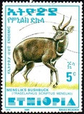 [Menelik´s Bushbuck, type AZF]