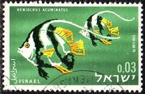 [Red Sea Fish, type IK]