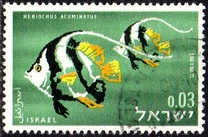 [Red Sea Fish, type IK]