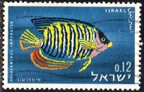 [Red Sea Fish, type IN]