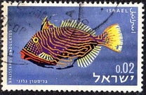 [Peces del mar rojo., tipo JJ]