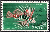 [Peces del mar rojo., tipo JK]