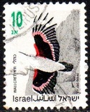 [Songbirds, type ATA]