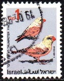 [Songbirds, Tipi AWH]
