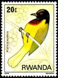 [uccelli della foresta di Nyungwe, Scrivi AFY]