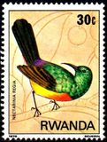 [uccelli della foresta di Nyungwe, Scrivi AFZ]