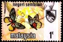 [Butterflies, type AK]