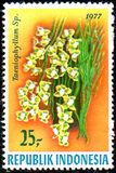 [Orchids, type AHJ]