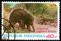 [Wildlife, タイプ AII]